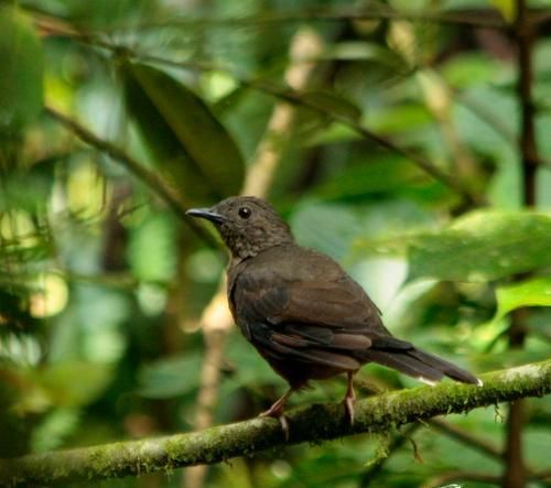 宠物褐背蚁鸫的饲养方法（打造舒适的家庭环境）