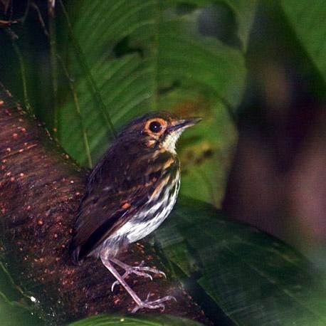 宠物褐背蚁鸫的饲养方法（打造舒适的家庭环境）