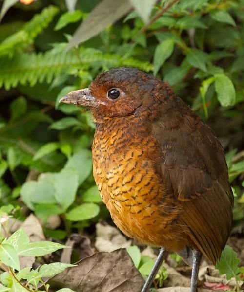 宠物褐背蚁鸫的饲养方法（打造舒适的家庭环境）