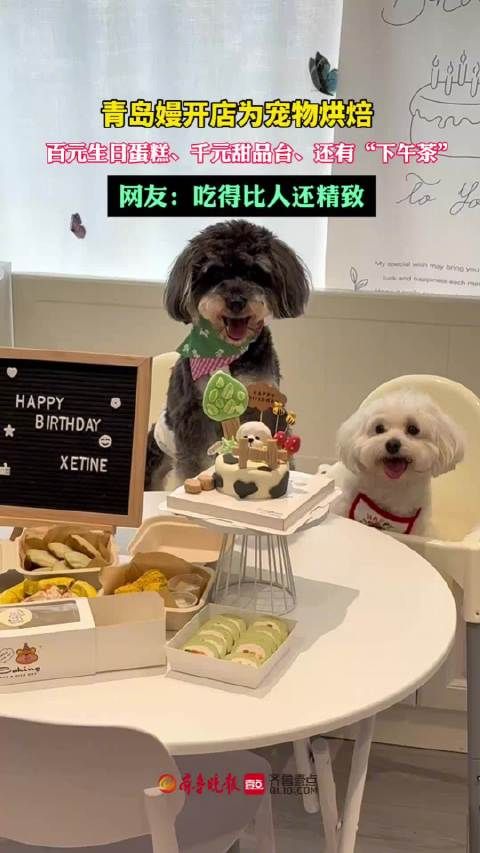女子为宠物烘焙，宠物吃的生日蛋糕上百元甜品台上千元