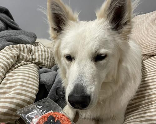 狗狗能吃饼干吗（探讨狗狗的饮食健康）