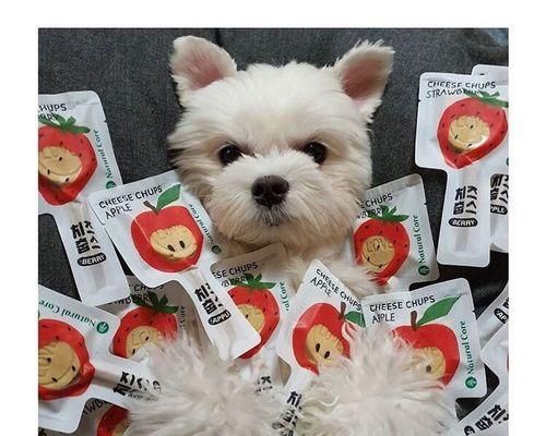 狗狗能吃饼干吗（探讨狗狗的饮食健康）