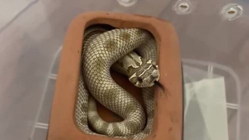 你打扰刚睡着的#小蛇 ，你礼貌吗？#爬宠 #异宠 #猪鼻蛇