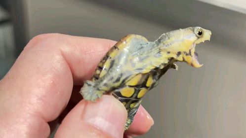 小家伙脾气还挺大。#爬宠 #异宠 #爬宠日常 #泥龟 #蛋龟