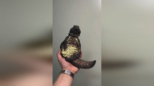 把玩一下胖宝宝。#爬宠 #异宠 #爬宠日常 #华丽王者蜥