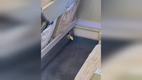 睫角守宫就这样被摔死了？到底是怪谁呢 #宠物托运 #宠物出行