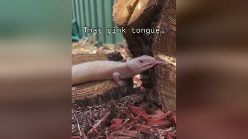 粉色舌头的#蓝舌石龙子，#爬宠 #异宠 #爬宠日常 #石龙子