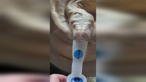 小辣条呼吸道感染还没有好，雾化还得继续爬宠异宠宠物蛇网纹蟒