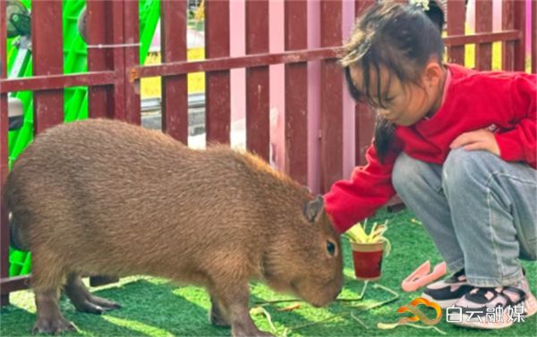 ScreenShot_2025-12-31_095909_531