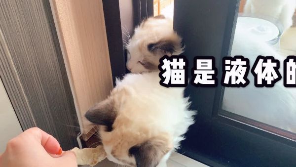 猫咪是不是液体？看了这个视频，我涨知识了
