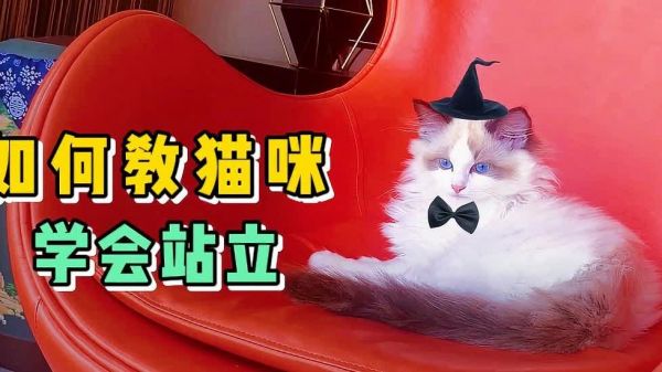 猫猫学站立的第一天，混口吃的真不容易，为吃冻干必须会站立