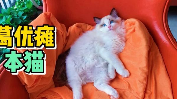 疫情这一个多月里，还好有你的陪伴，陪我葛优瘫陪我熬夜