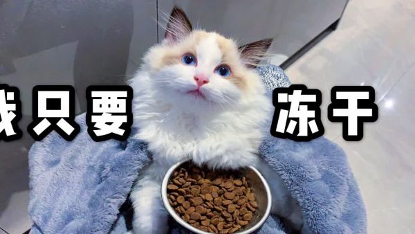 猫咪想吃冻干，对主人采用了新技术，猫咪的聪明肯定是随女主人
