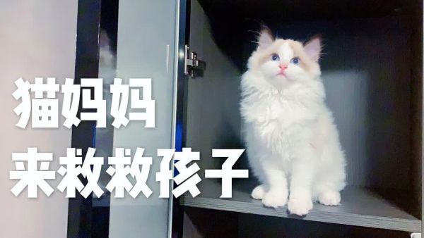 主人检验猫的母子情，小猫怀疑他是垃圾堆捡来，伤心唱起了一剪梅