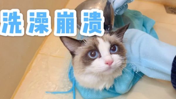 第一次自己给猫洗澡，全程都在出状况，最后全家出动也搞不定猫
