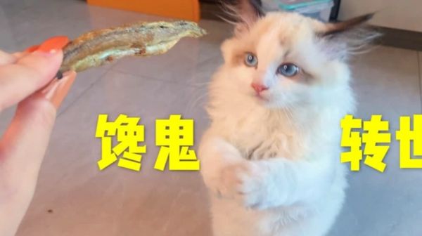 每秒都是表情包，小馋猫卖萌求小鱼干吃，不当吃播可惜了