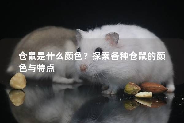 仓鼠是什么颜色?探索各种仓鼠的颜色与特点