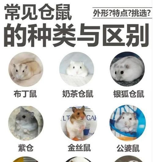 养仓鼠时哪些品种比较可爱？推荐理由是什么？