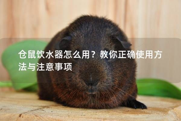 仓鼠饮水器怎么用?教你正确使用方法与注意事项