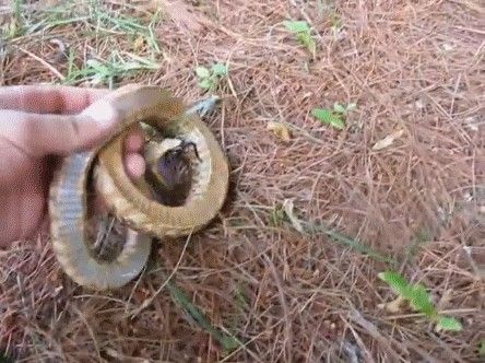 这种蛇喜欢装成“眼镜蛇”，却当了人类百年的宠物？