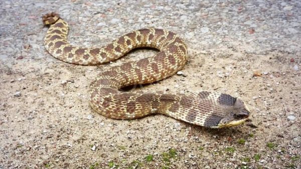 这种蛇喜欢装成“眼镜蛇”，却当了人类百年的宠物？