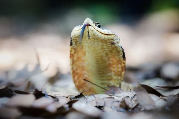 这种蛇喜欢装成“眼镜蛇”，却当了人类百年的宠物？