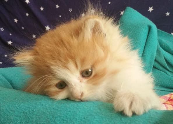 宠物托运的电话_托运宠物联系电话查询_宠物托运联系电话