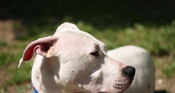 狗狗接种英特威几次（了解宠物接种英特威几次的重要性）