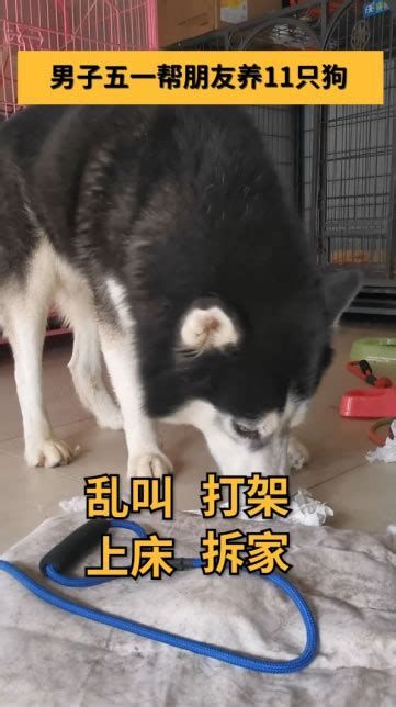 杀掉孩子养的宠物狗该怎么办,扑杀宠物狗合法吗