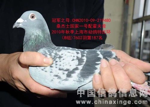 “萌宠大赛直播，上工信鸽协会宠物秀”