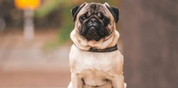 喂养哈巴狗,给他吃什么食物好?