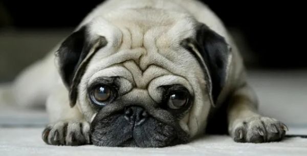 喂养哈巴狗,给他吃什么食物好?