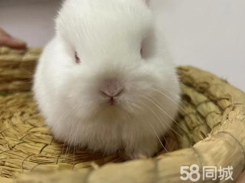 凯莉侏儒兔宝宝·自家家庭繁殖双血统侏儒兔包品相包健康可全国发货