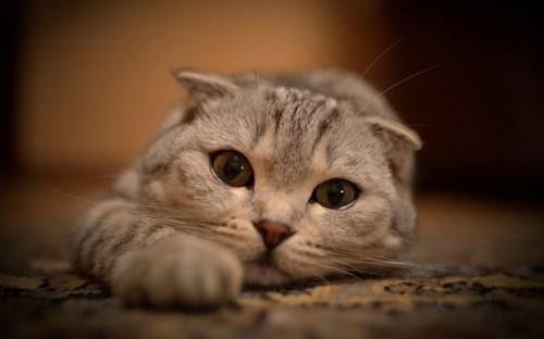 猫咪益生菌，哪些成分最关键？