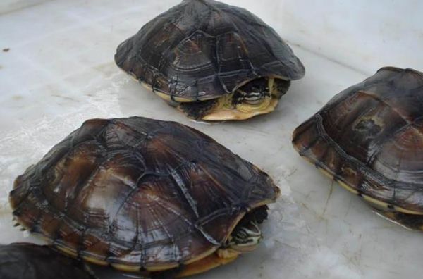 乌龟饲养小知识：安南龟如何养？