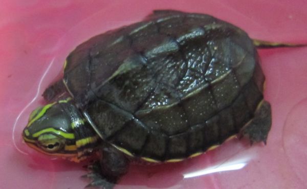 乌龟饲养小知识：安南龟如何养？