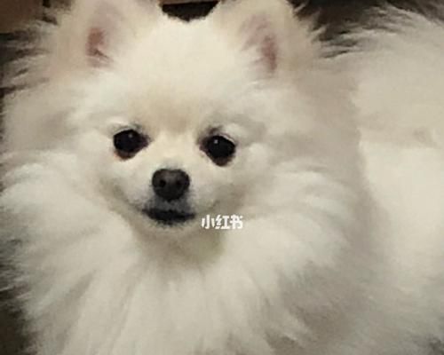 博美吃了很多狗粮，该如何应对（宠物的饮食习惯需注意）