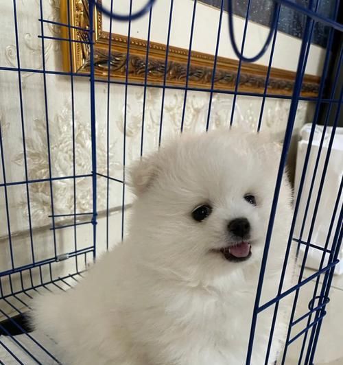 博美吃了很多狗粮，该如何应对（宠物的饮食习惯需注意）