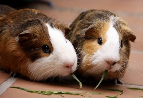 可爱的豚鼠。（图片来源于网络）