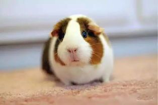 怎么抓豚鼠（肯定有效的豚鼠抓捕技巧）