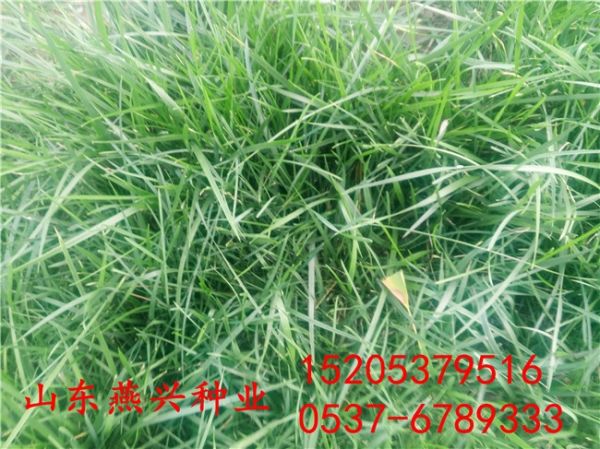 兔子吃的牧草有那些