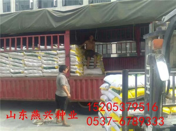 兔子吃的牧草有那些