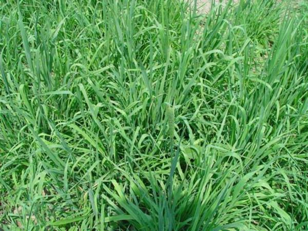 家兔的饲草品种有哪些？如何喂养