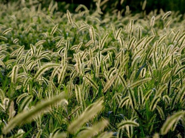 家兔的饲草品种有哪些？如何喂养