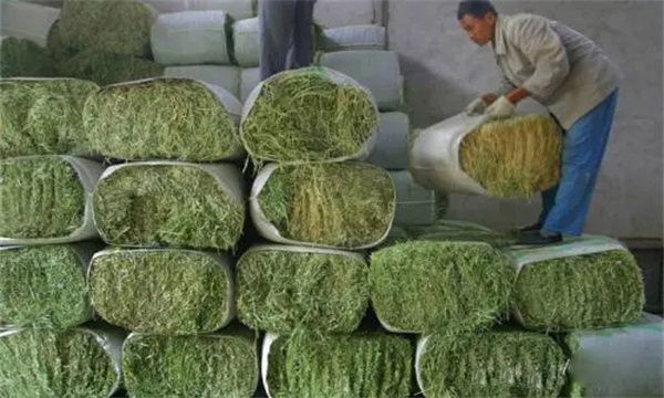 养兔廉价饲料有哪些来源