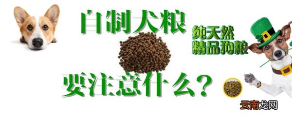 自制犬粮要注意什么