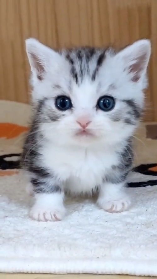 猫咪成精萌态足，宠物日常趣味多
