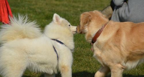 如何观察宠物狗的健康状况（掌握15个小技巧）