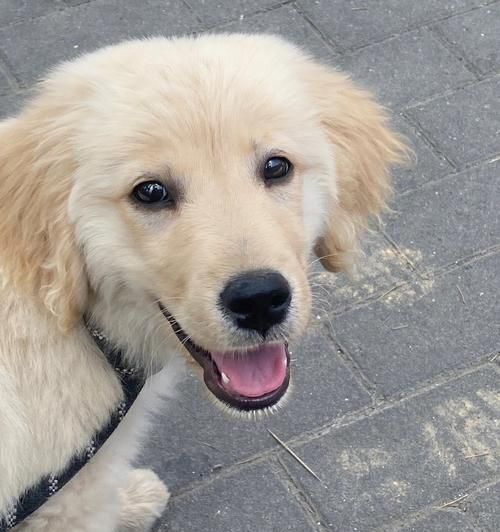 如何观察宠物狗的健康状况（掌握15个小技巧）