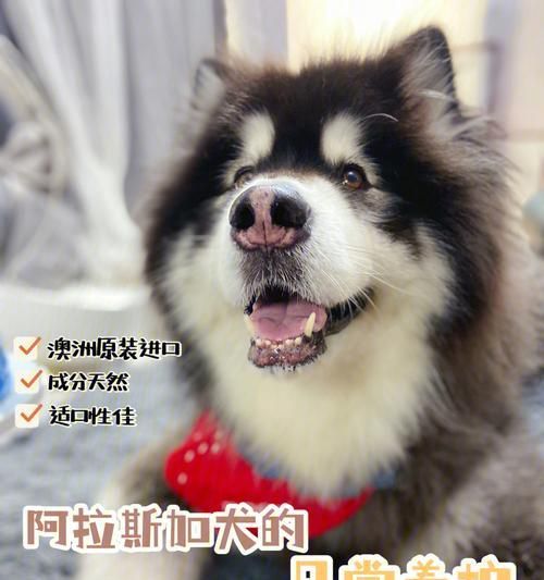 如何观察宠物狗的健康状况（掌握15个小技巧）